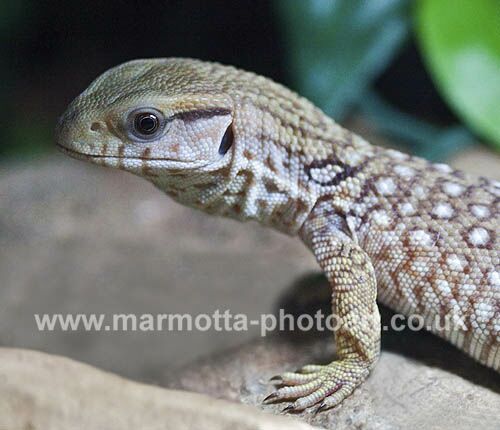 Click to See Next Image