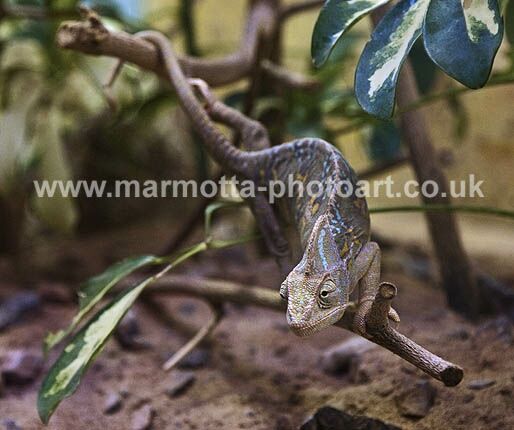 Click to See Next Image