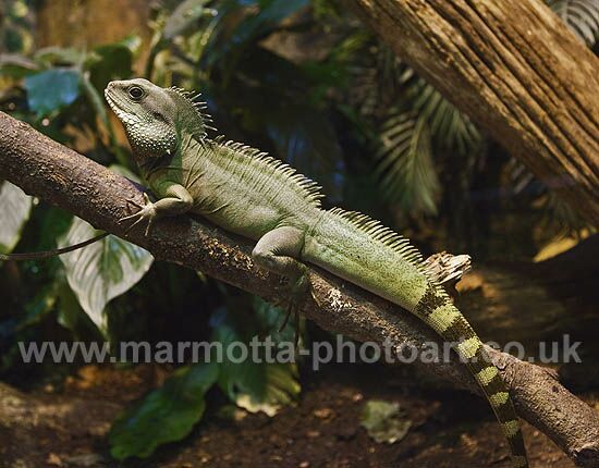 Click to See Next Image