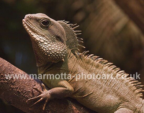 Click to See Next Image