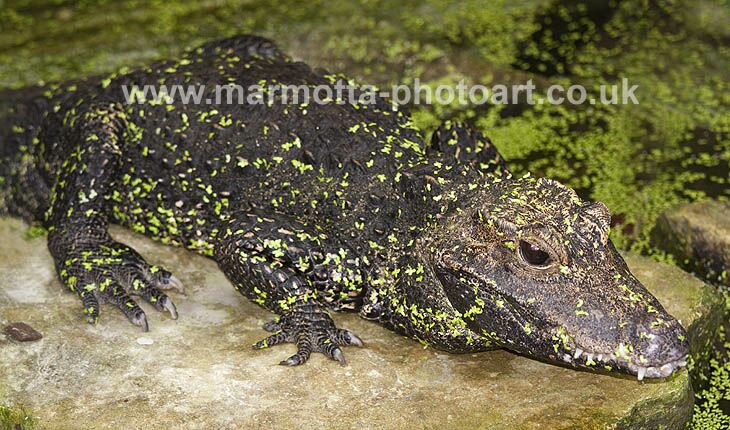 Click to See Next Image