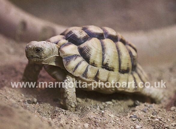 Click to See Next Image