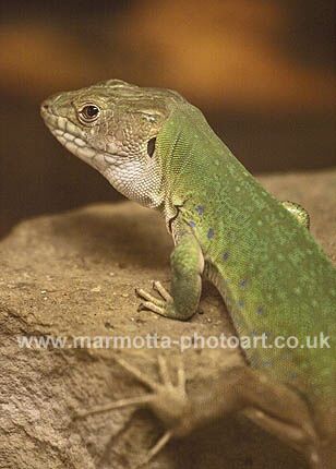 Click to See Next Image