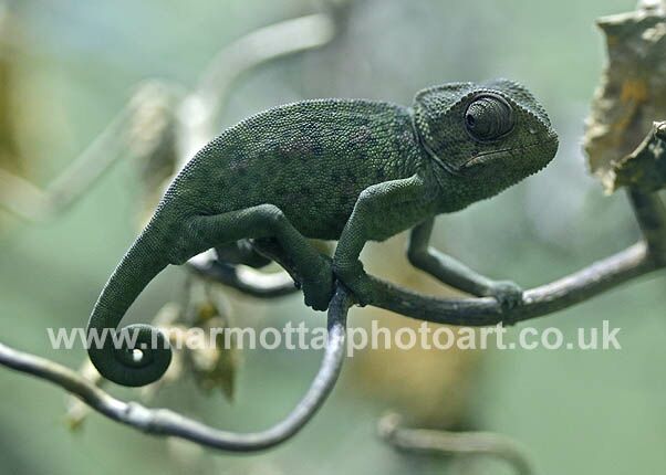 Click to See Next Image