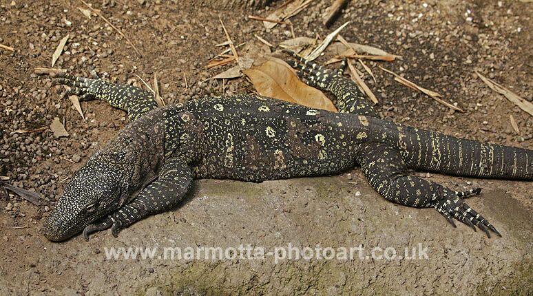 Click to See Next Image