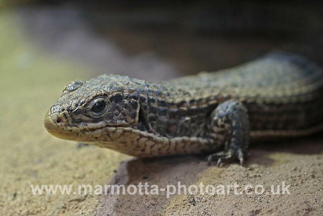 Click to See Next Image