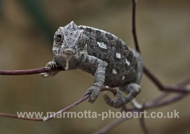 Click to See Next Image