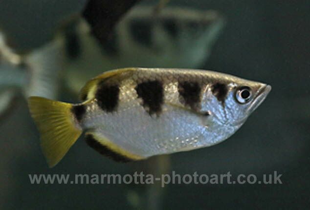 Click to See Next Image