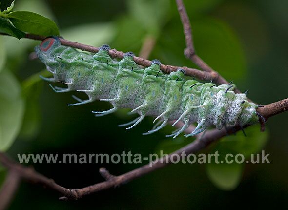 Click to See Next Image