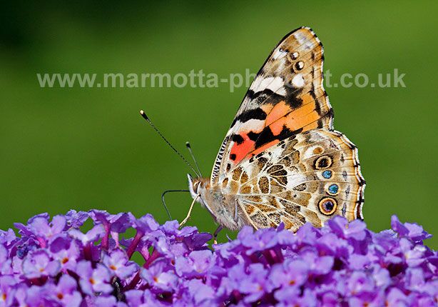 Click to See Next Image