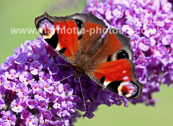 Click to See Next Image