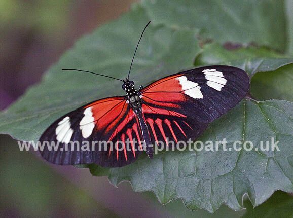 Click to See Next Image