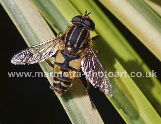 Click to See Next Image