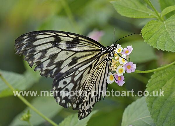 Click to See Next Image