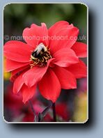 Click to Enlarge