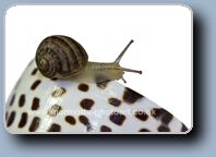 Click to Enlarge