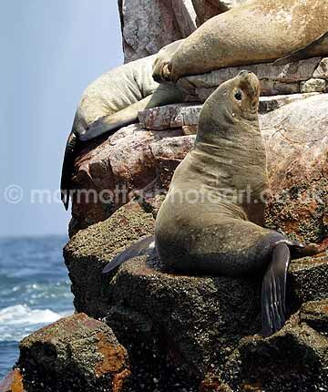 Click to See Next Image