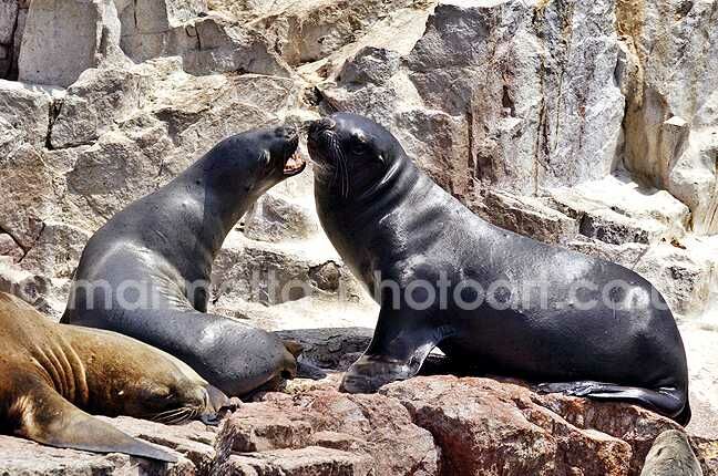 Click to See Next Image