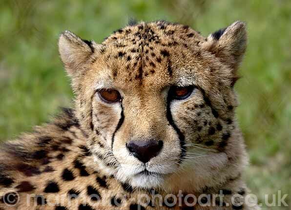 Click to See Next Image