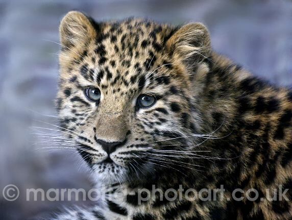 Click to See Next Image