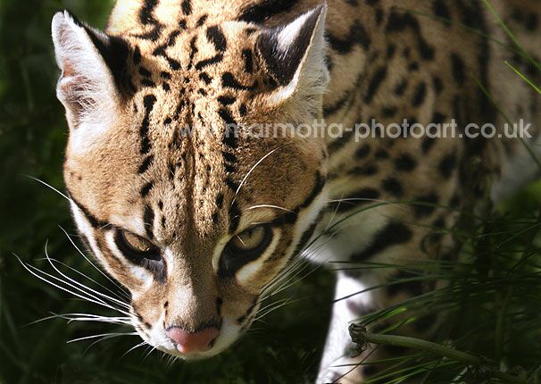 Click to See Next Image