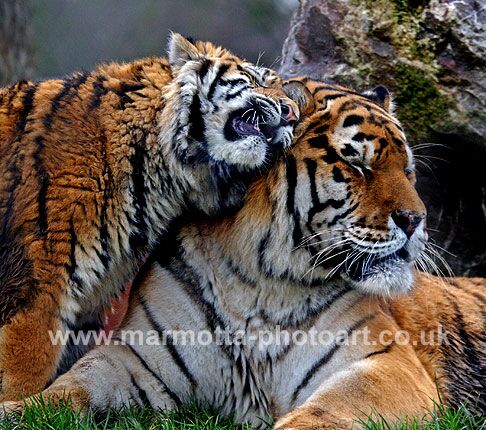 Click to See Next Image