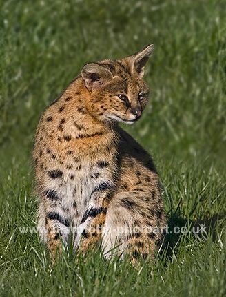 Click to See Next Image