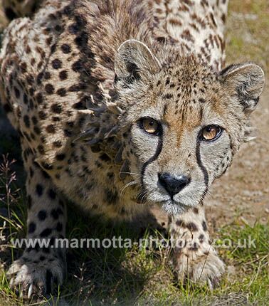 Click to See Next Image