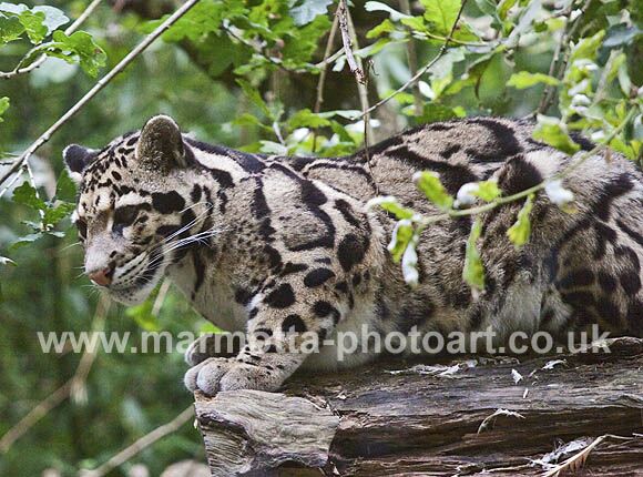 Click to See Next Image