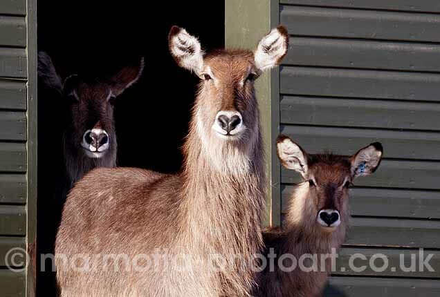 Click to See Next Image