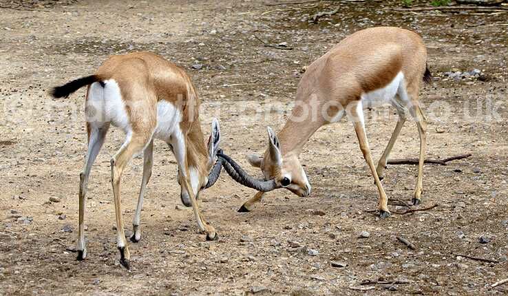 Click to See Next Image