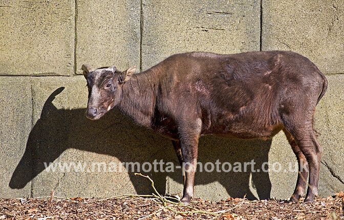 Click to See Next Image