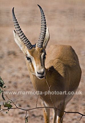 Click to See Next Image