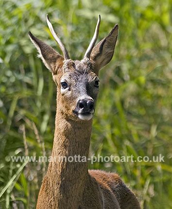 Click to See Next Image