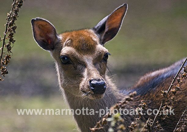 Click to See Next Image