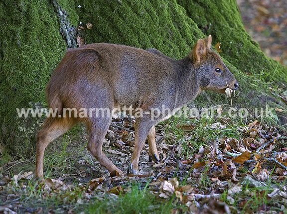 Click to See Next Image