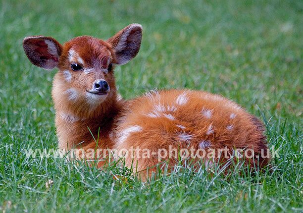 Click to See Next Image