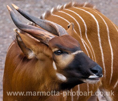 Click to See Next Image