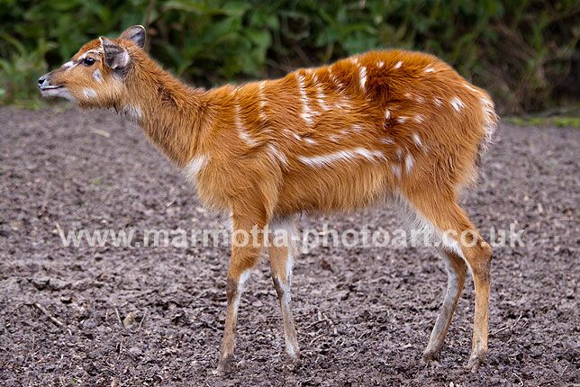 Click to See Next Image