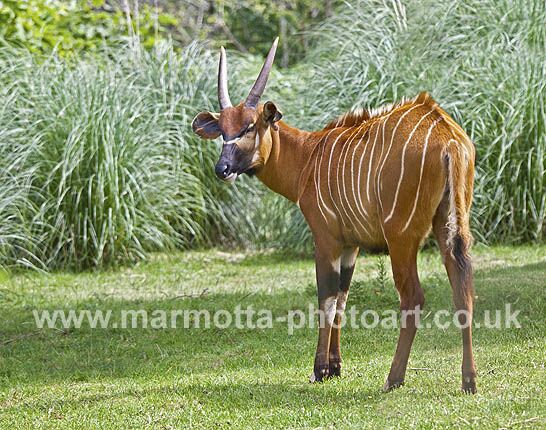 Click to See Next Image