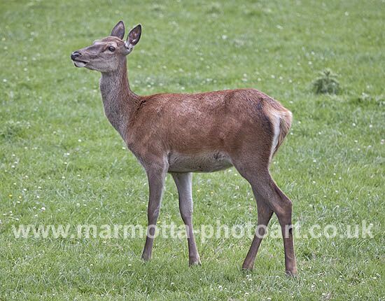 Click to See Next Image