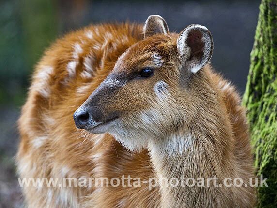 Click to See Next Image