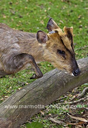 Click to See Next Image