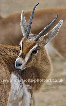 Click to See Next Image