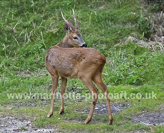 Click to See Next Image