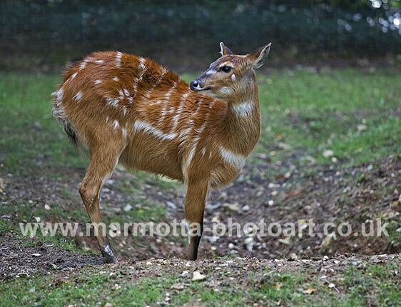 Click to See Next Image