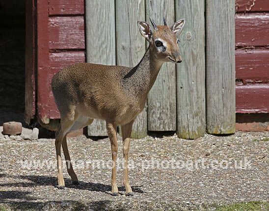 Click to See Next Image