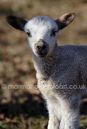 Click to See Next Image