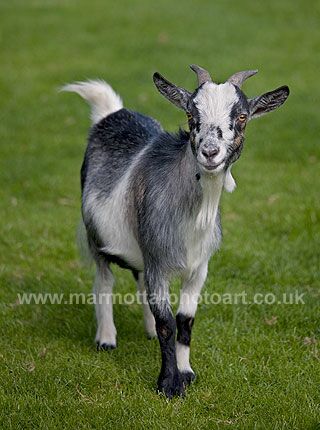 Click to See Next Image