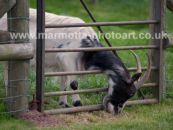 Click to See Next Image